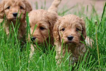 Cockapoo - 5