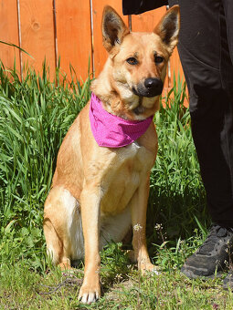 Krásna ovčanda Boženka k adopci - 5