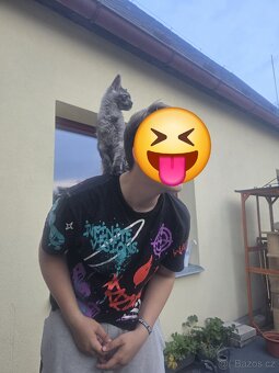 Mainská mývalí s průkazem původu - 5