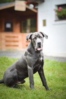 Gino - x cane Corso - praštěný puberťák, necelý rok - 5