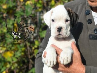 Nemecký boxer- bielý psík s PP - 5