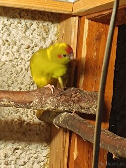 Kakariky rudočelý - 5