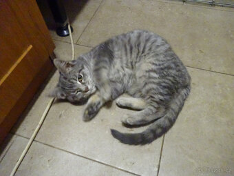 NABÍZÍM KŘÍŽENOU MODROU KOČIČKU (MAINSKÁ x SIBIŘSKÁ) - 5