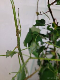 strašilky - pakobylky rohaté - 5