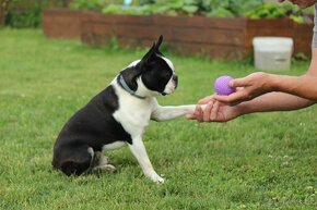 Bostonský terier, krytí - 5