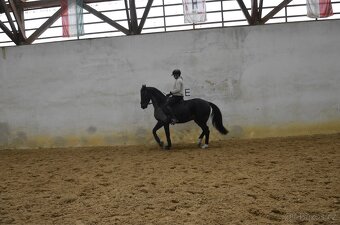 Sportovní valach - 5