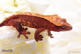 Pagekon řasnatý Rhacodactylus ciliatus Correlophus ciliatus - 5