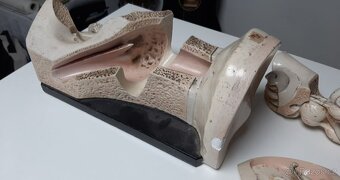Starožitný model ucha, Bock Steger, cca 1880 - 5