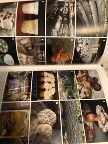 Houby -Biotechnologie - 5