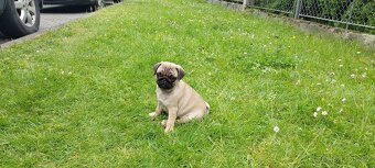 mops - 5