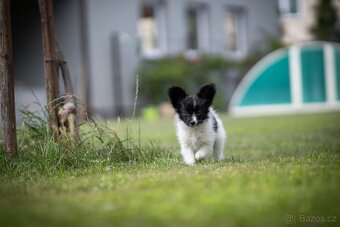 Papillon s PP - 5