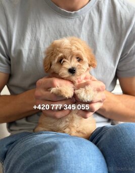 Štěňátko, chlapeček Maltipoo f1 - 5
