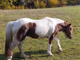 Welsh part-bred klisna - 5