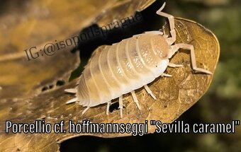 Isopody, chvostoskoci, mnohonožky, burzy, posílám - 5