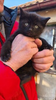 Daruji koťátko - 5