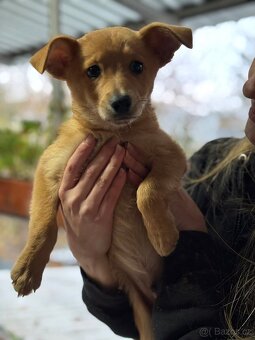 IGOREK - štěně, psíček 3 měsíce - 5