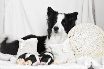 Border kolie s PP - 5