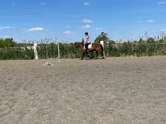 Klisna pony - 5