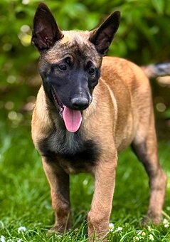BELGICKÝ OVČÁK MALINOIS - ŠTĚŇATA - 5
