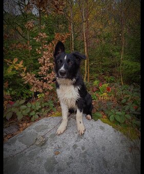 Náš Bailey hledá nevěstu border kolie - 5
