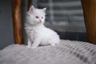 Mainská mývalí - maine coon - MCO - 2 MODROOKE KOŤÁTKA - 5