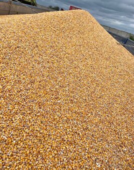 Krmná mrkev, řepa a jiné komodity - 5