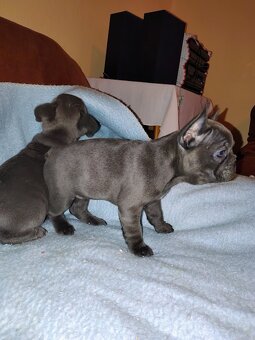 Francoúzsky buldoček - 5