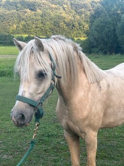 Welsh pony B - valach - 5