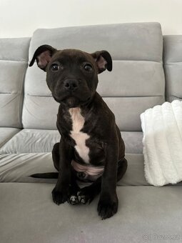 Stafordšírský bulteriér - 5