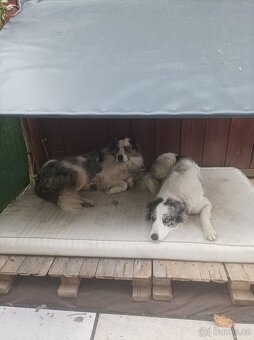 Krytí Border kolie Blue merle - 5