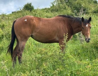 Kobyla Appaloosa - 5