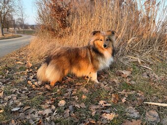Sheltie dlouhosrsta s PP - kryti - 5