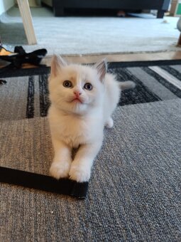Ragdoll čistokrevné koťe bez papírů - 5