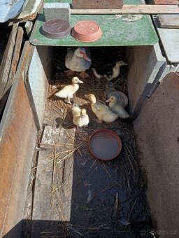 Kachňata pižmová čínská. Káčata Čína - 5