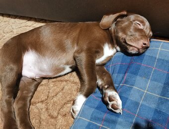 Štěňata k rezervaci - Rhodéský ridgeback × Border kolie - 5