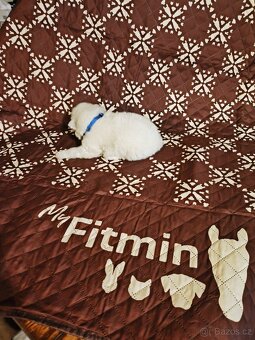 Samojed štěňata s PP - 5