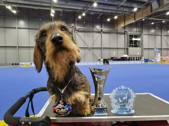 Jezevčík drsnosrstý štěňátka s PP - 5