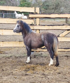 Welsh mountain pony sekce A - klisna - 5