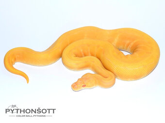 NOVĚ SNÍŽENÉ CENY - Krajta královská (python regius) - 5