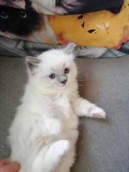 Ragdoll bez PP - 5