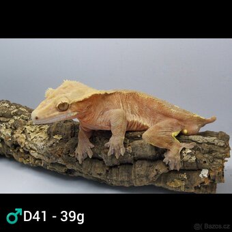 9.1 C. Ciliatus - 5