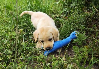 Nabídka štěněte labradorského retrievera - 5
