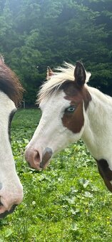paint horse žrebček 1yr. - 5