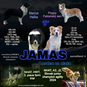 Border kolie s PP - 5