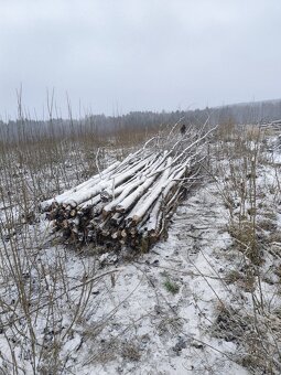 Palivové dřevo - japonský topol - 5