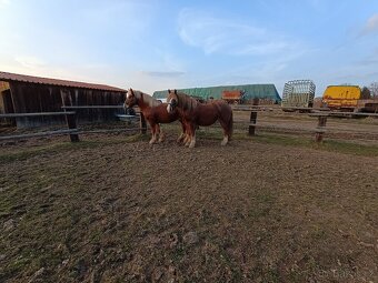 Prodám 2 valachy ČMB - 5