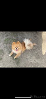 pomeranian ke kryti - 5