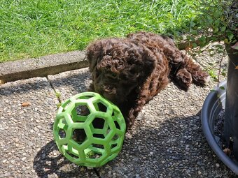 lagotto romagnolo - italský vodní pes - 5