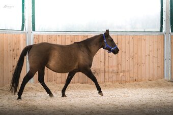 Grullo roan klisna American Quarter Horse, black homozygot - 5