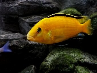 Tlamovci Malawi 36 - 5